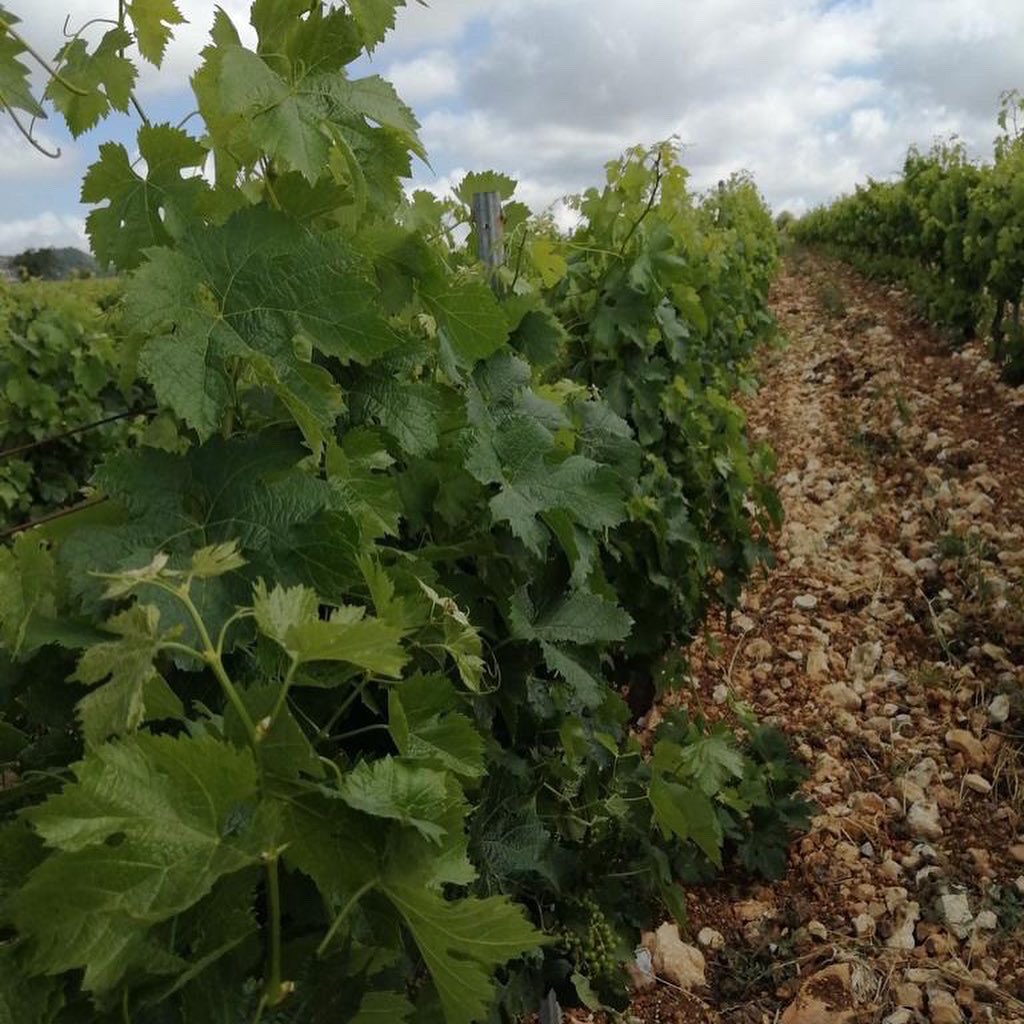 Domaine de Bargylus tweet media