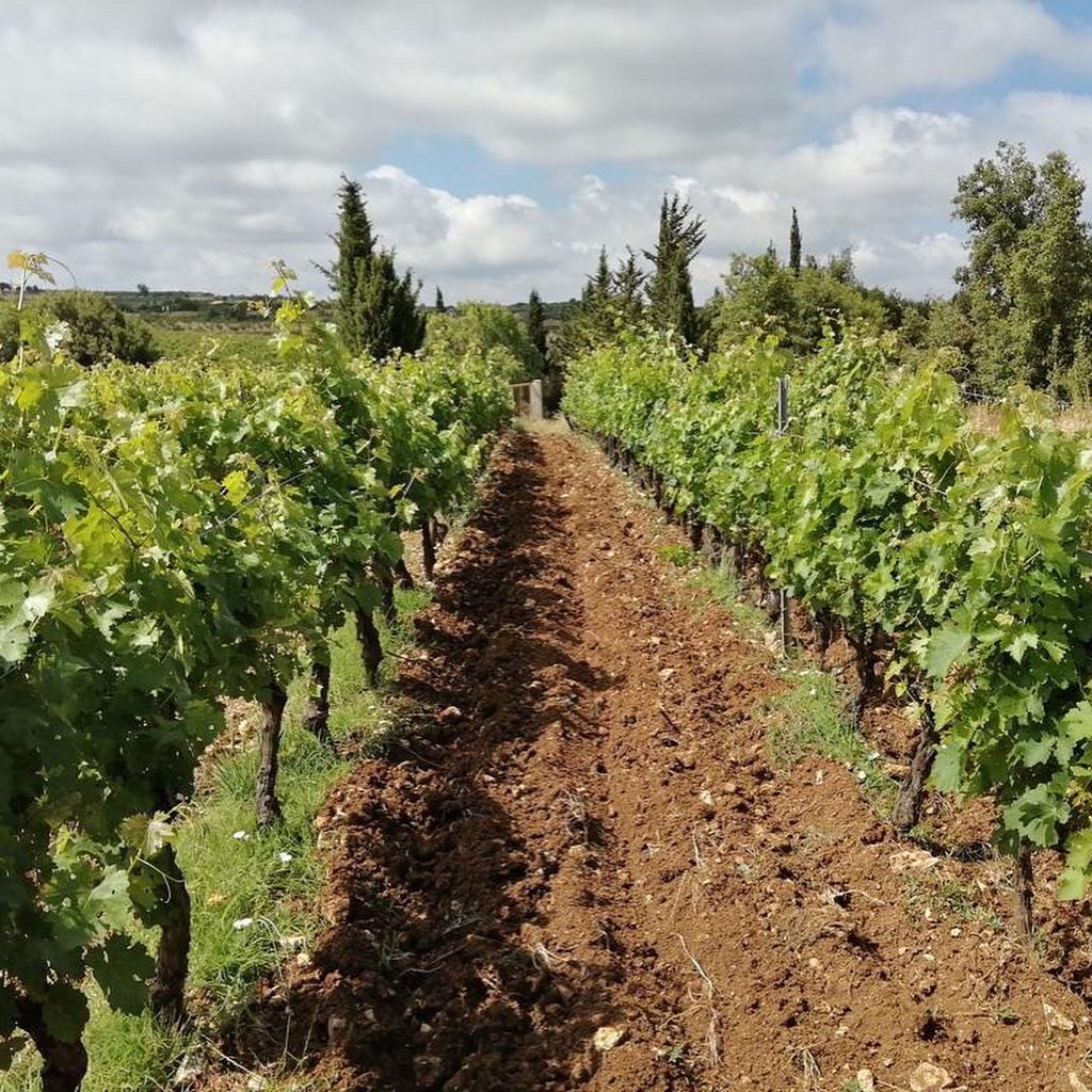 Domaine de Bargylus tweet media