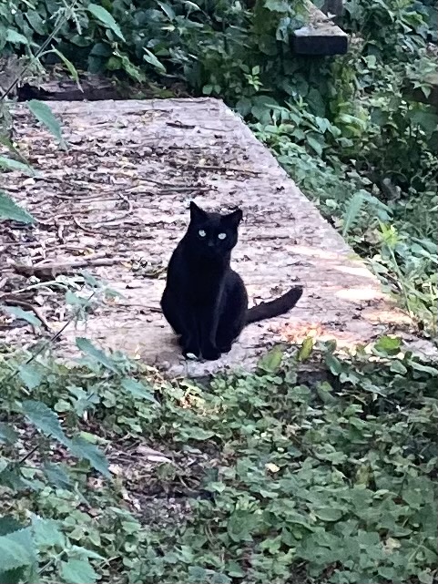 MPS_Northampton's tweet photo. We have captured some fantastic clips/photos on our school wildlife cam recently...we love having a look to see who has visited our wildlife area - here are a few of our recent visitors! 🦋🐈‍⬛🐦 https://t.co/BHbZhSzKOL