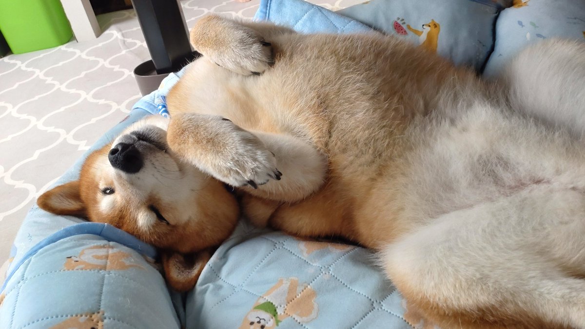 sojiro615's tweet photo. #こういう時はTLに犬を流す https://t.co/R3T3aHs224