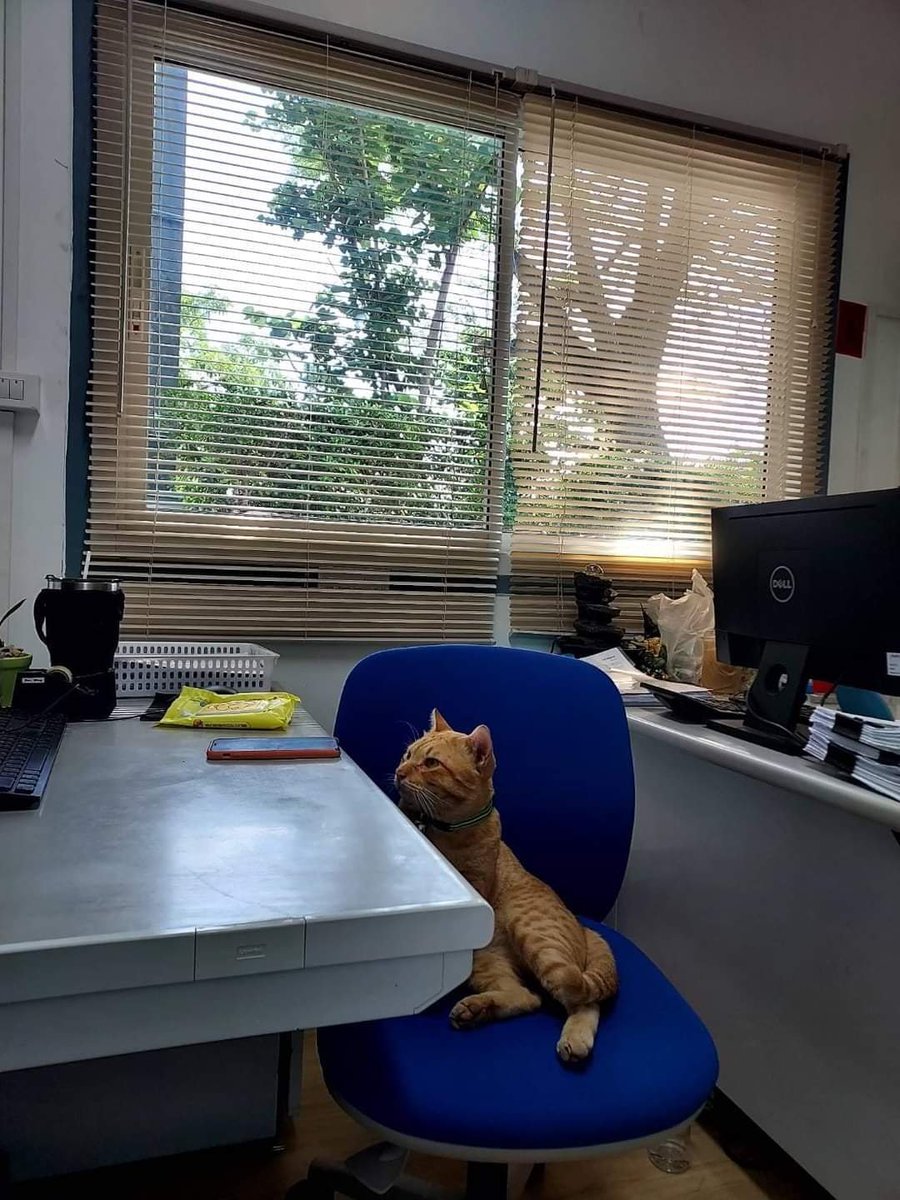CatWorkers's tweet photo. (Office cats, Thailand.) https://t.co/ODuU5JQFIx