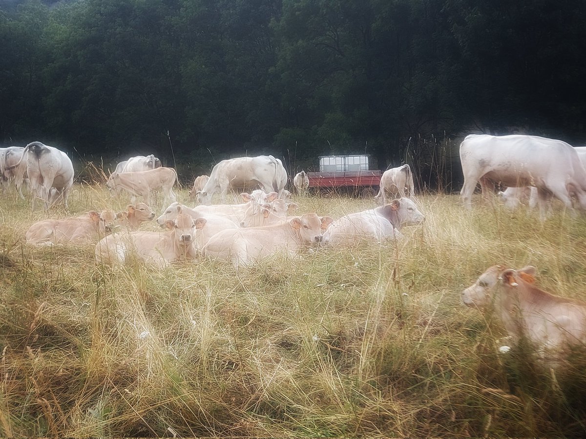 pandolfini's tweet photo. Relaxing time?

#photooftheday #8Luglio https://t.co/epxh01tKbf