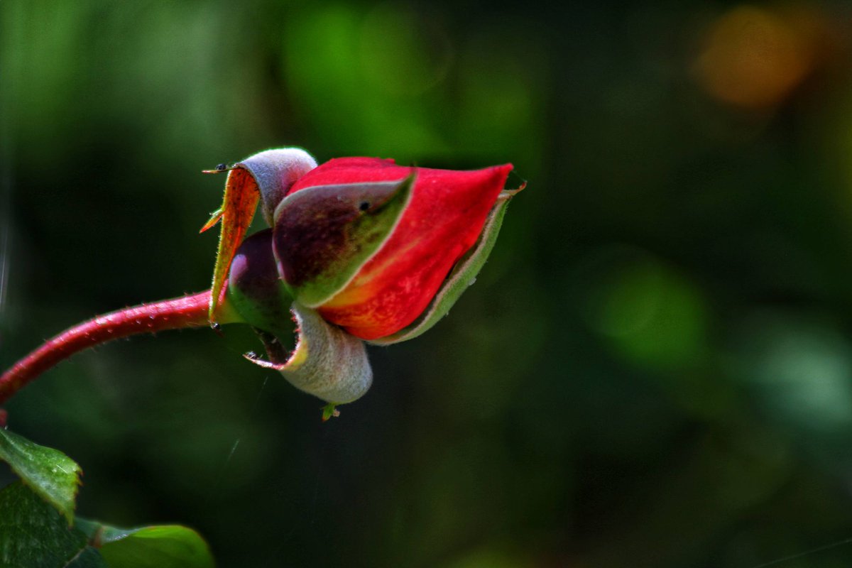 ShillingSnaps's tweet photo. “Roses do not bloom hurriedly; for beauty, like any masterpiece, takes time to blossom.”🌹

@hevercastle 

#rose #rosebud #rosequote #quote #flower #Hever #HeverCastle #castle #photooftheday  #photographer  #photographer #naturephotography  #photography #photo  #fridayflowers https://t.co/PMcT3FBwZY