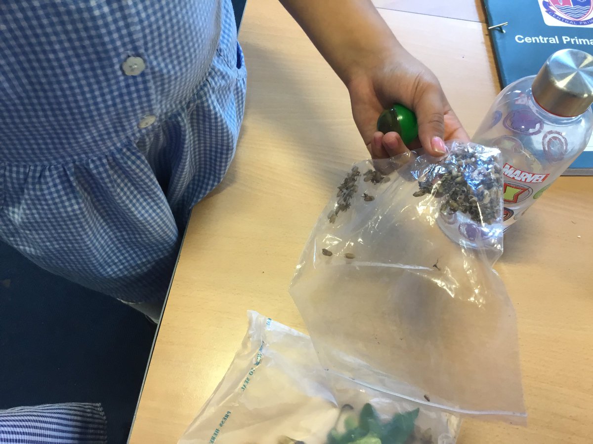 MissMAbraham's tweet photo. Some highlights from Apple getting practical in their learning recently! Exploring how seeds are dispersed by observing seeds I collected on dog walks… 🐶🍃  #ScienceIsCentral https://t.co/W4Qb5ny5u1