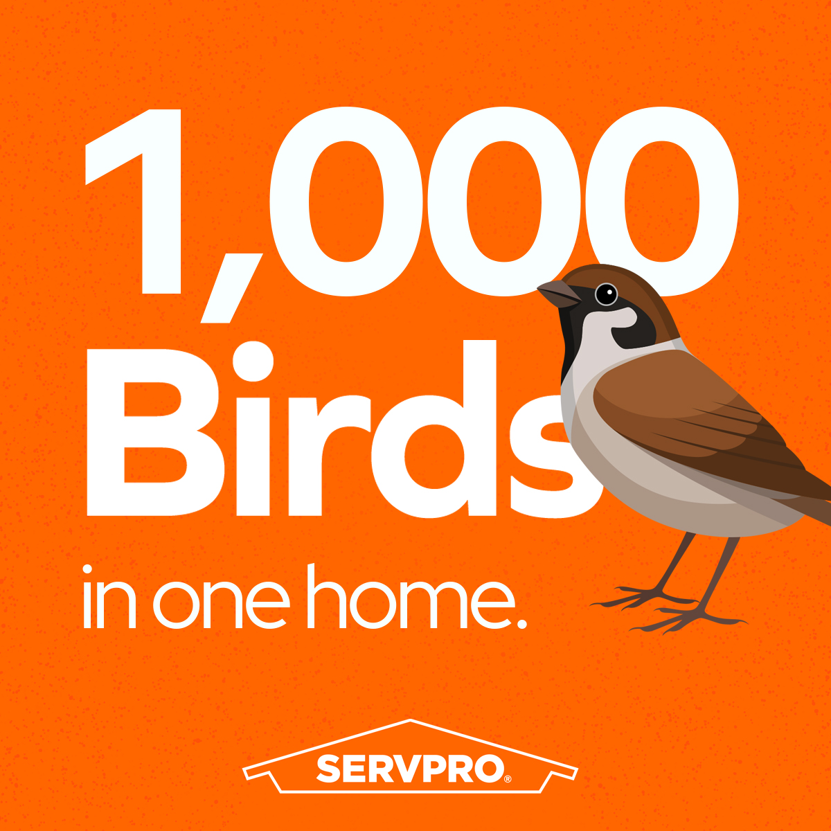 To clean, every bird had to be removed with the help of local animal control. The bird droppings were removed and all surfaces were cleaned and disinfected, including the air ducts. (2/3)