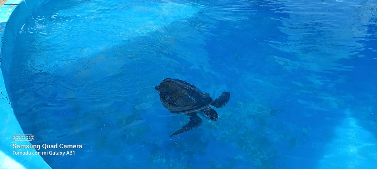 Tortugas Mazunte (@tmazunte) on Twitter photo 