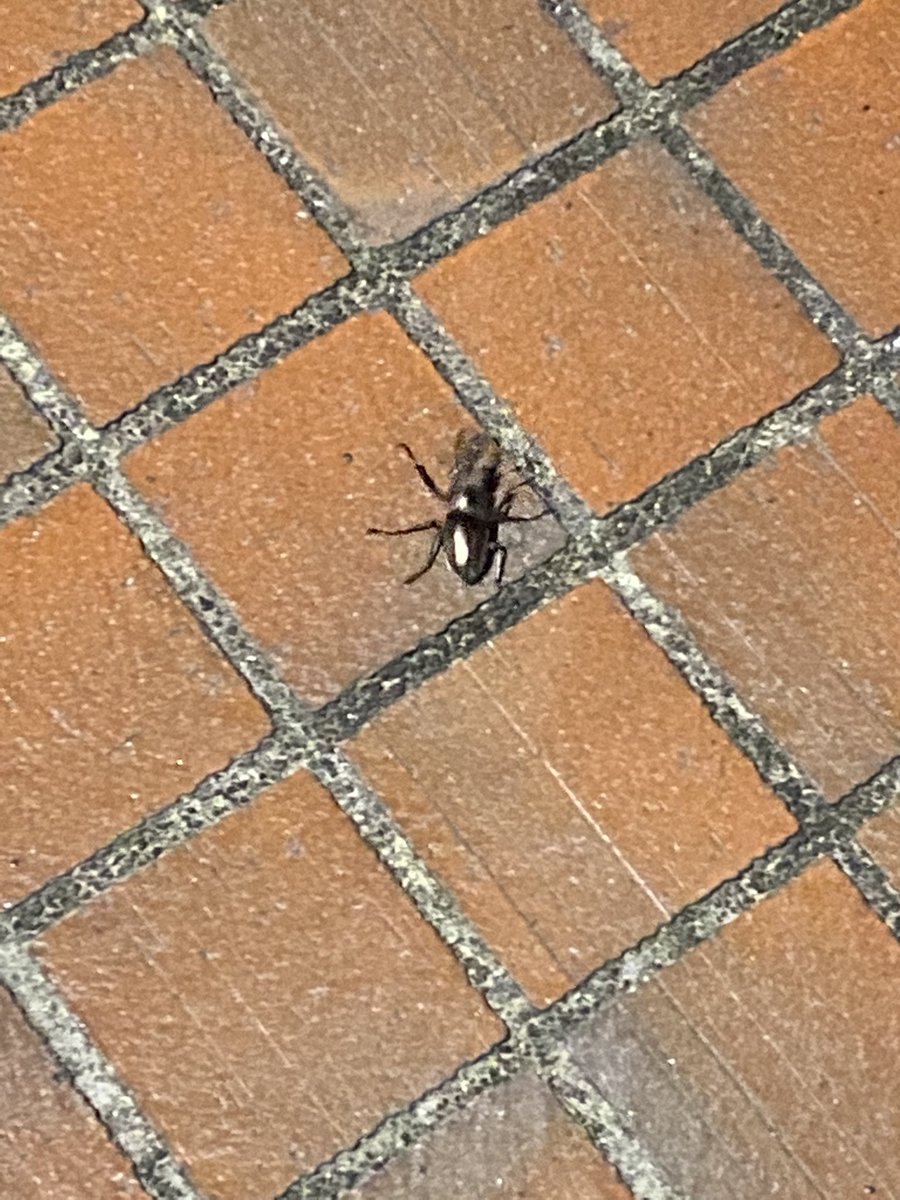 kshms_01's tweet photo. カブトムシ初めて見た https://t.co/nbYx4x0x1c