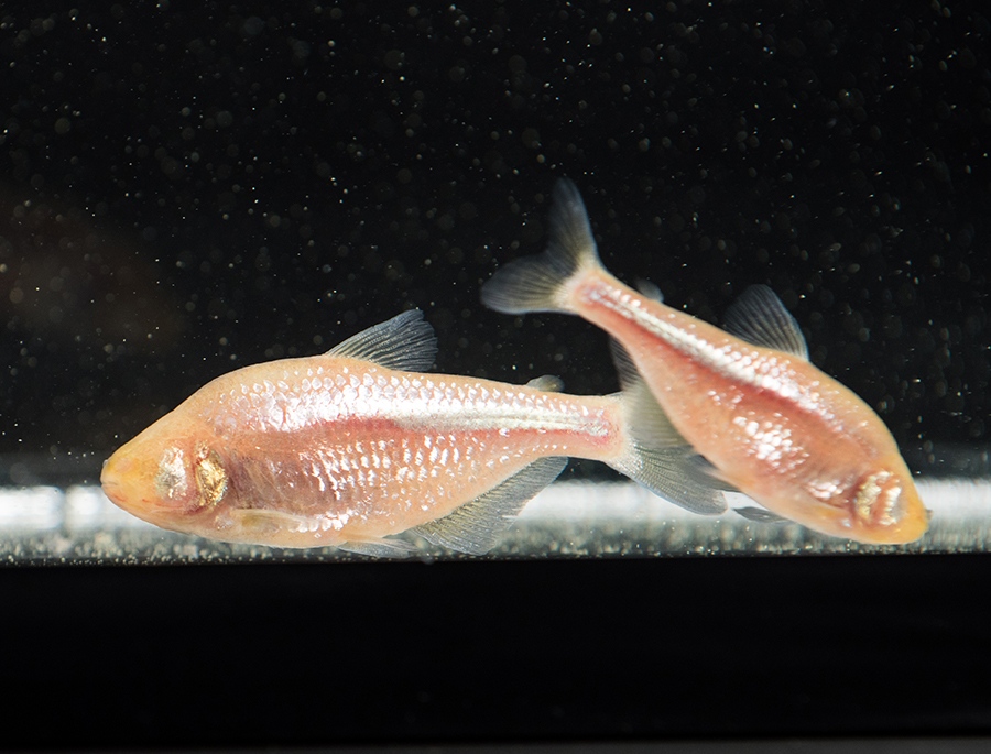 EvoDevoPanAm's tweet photo. Dr Ansa Cobham @ansacobham of @ScienceStowers will present at the #PASEDBPostDoc Symposium on mechanisms of adaptation to glycation in blind Mexican cavefish #EvoDevo2022 #2022SDB https://t.co/VKkSyKSgwm
