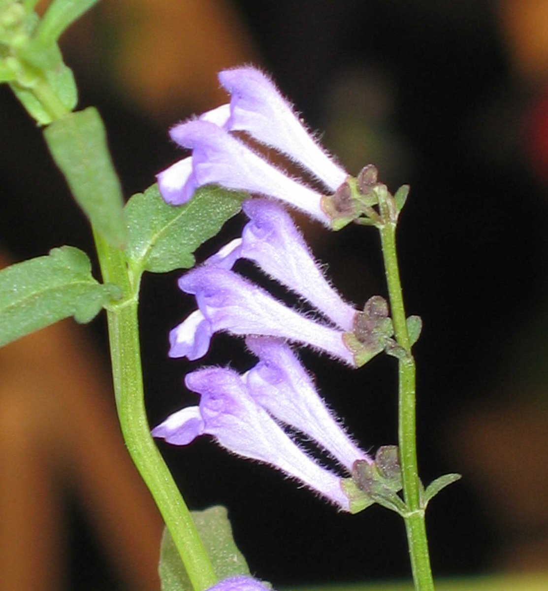 📄PAPER: Publication involving Kew Scientists proposes how the promising plant Scutellaria barbata helps fight cancer by inducing apoptosis in (otherwise cell-death evading) cancer cells. 👉 ow.ly/YyEK50JPlra