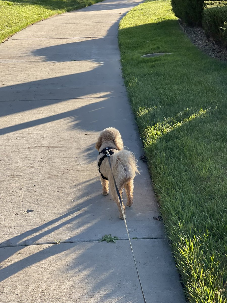 Chunkypoo13's tweet image. Taking my mom home after a trip to the DP!  I went HAM per usual!

#dog #dogs #doggy #DogsofTwittter