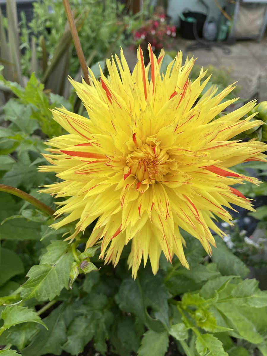 khantisiam's tweet photo. My favourite colours together in one flower. LOVE ❤️ https://t.co/M7pLna5Mum