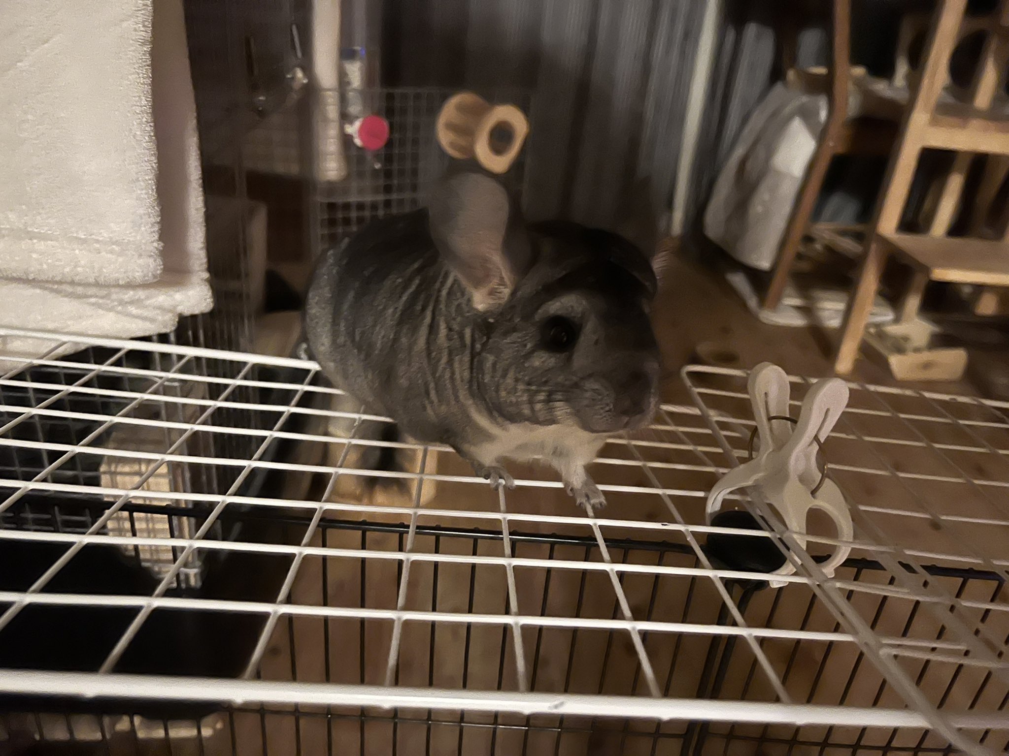 たぬきですが 人間が考えた 脱走対策のねずみ返し の上になんなく立つねずみ チンチラ チンチラ T Co 5jkmpf1mux Twitter