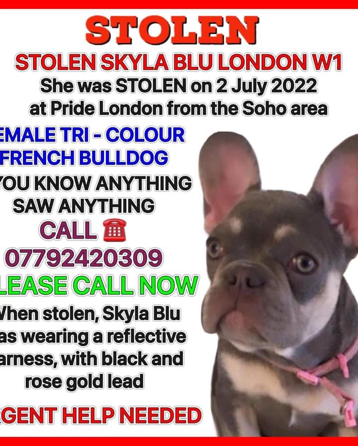 #STOLEN: SKYLA BLU 
MICROCHIPPED FEMALE BLUE LILAC TAN TRI FRENCH BULLDOG PUPPY 
#Lost: 02/07/2022
Where: during #prideweekend in #Soho #London Central #London #southeast #SW1 area
#stolenskylabluw1
doglost.co.uk/dog-blog.php?d…