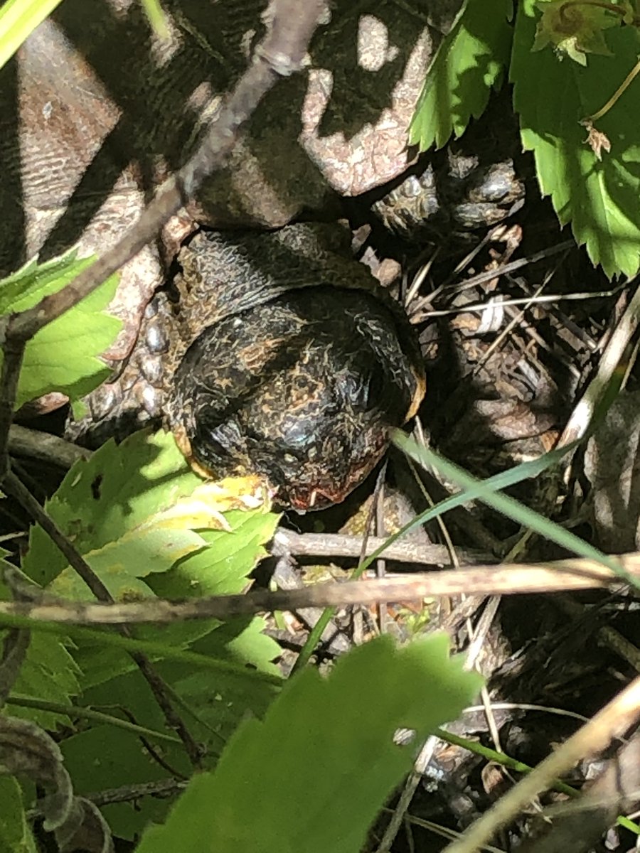 TrishHerps4Life's tweet photo. F30 enjoying her patch of 6yr old clearcut. This area is covered in berries, aspen saplings and slash piles. A great place for an old turtle to retire. Check out that strawberry face! #WorkingForestsAndWoodTurtles #Forestry #MichiganHerps https://t.co/uV3yIeinpy
