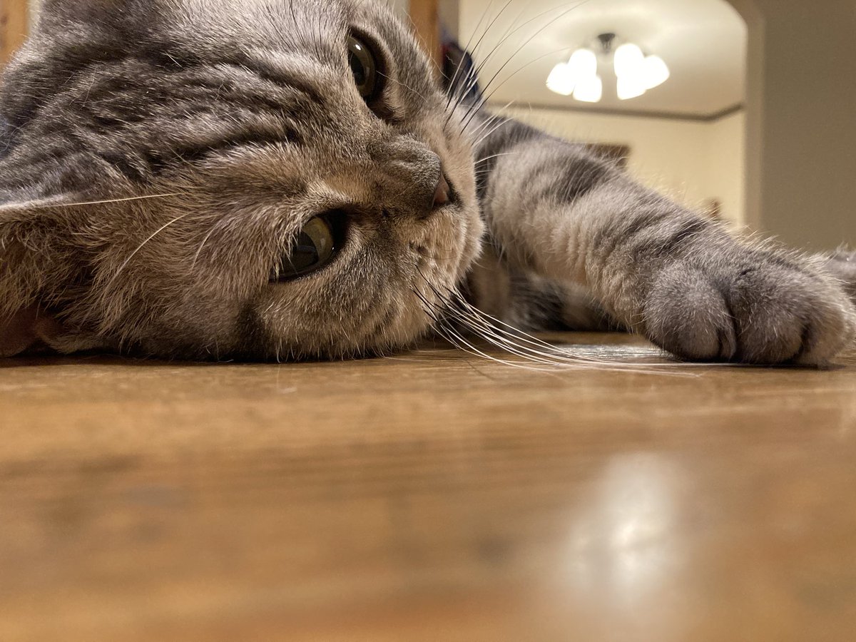 病院帰りの猫さんが どんなに嫌だったか を伝える動画がただただかわいい 頑張ってえらい Togetter