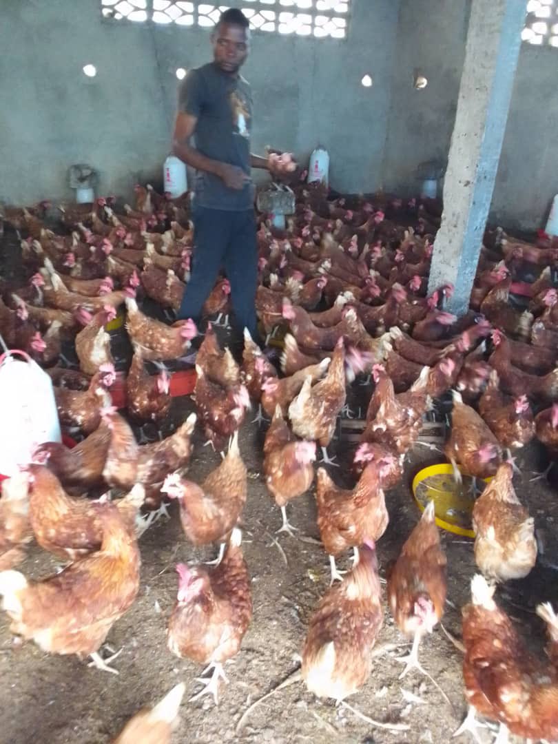Elie Lomboto🇨🇩🐓 tweet media