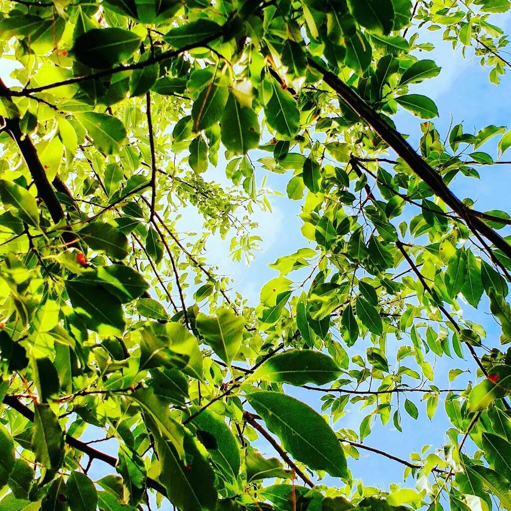 Mumblebug_'s tweet photo. On a #hotday like today is there anything better than sitting under a tree? Then save the trees and stop them being cut down in your area! Join the local Wildlife Trust and write to your local MP &amp; County Council.
.
.
.
#savethebees #savethetrees #savewi… https://t.co/KrVcRxK5MF https://t.co/rU5KpjInQq