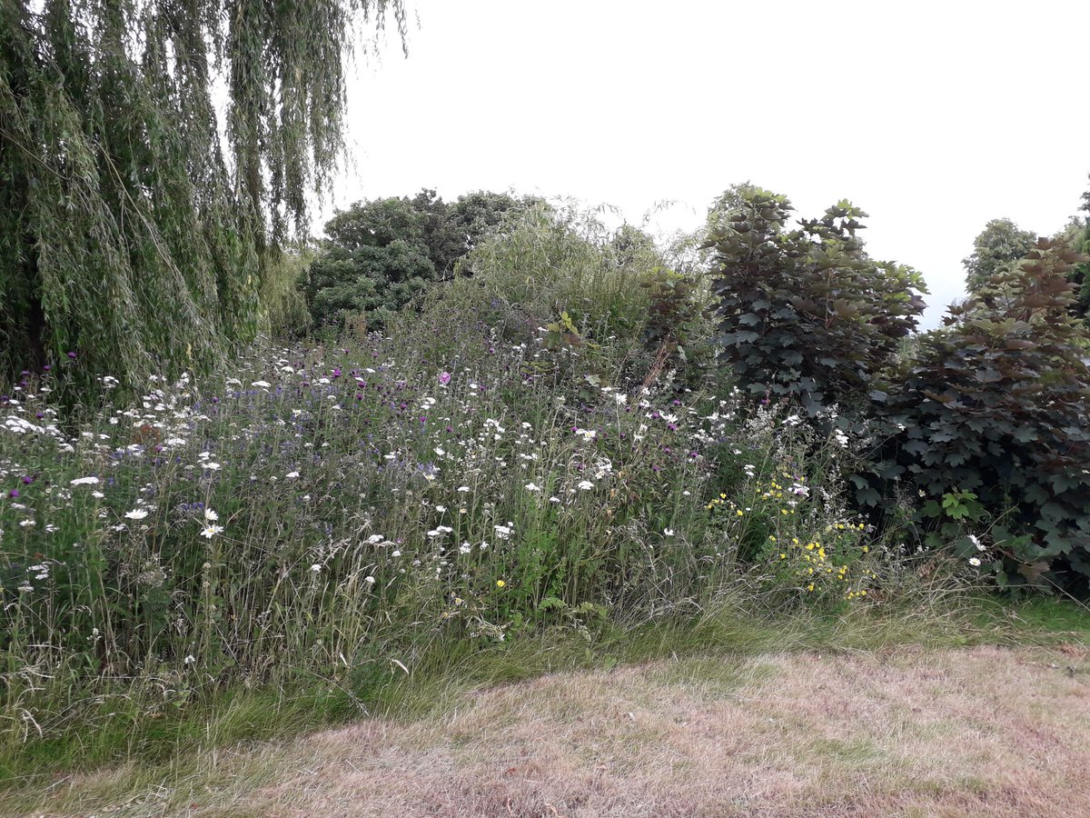 The sponge park showed all its summer glory today as we showed round colleagues from <a href="/ResilientGM/">Resilient Greater Manchester</a> and talked flood mitigation, heat alleviation and all sorts of wellbeing benefits besides. Thanks @AmyGroundworkGM for organising!