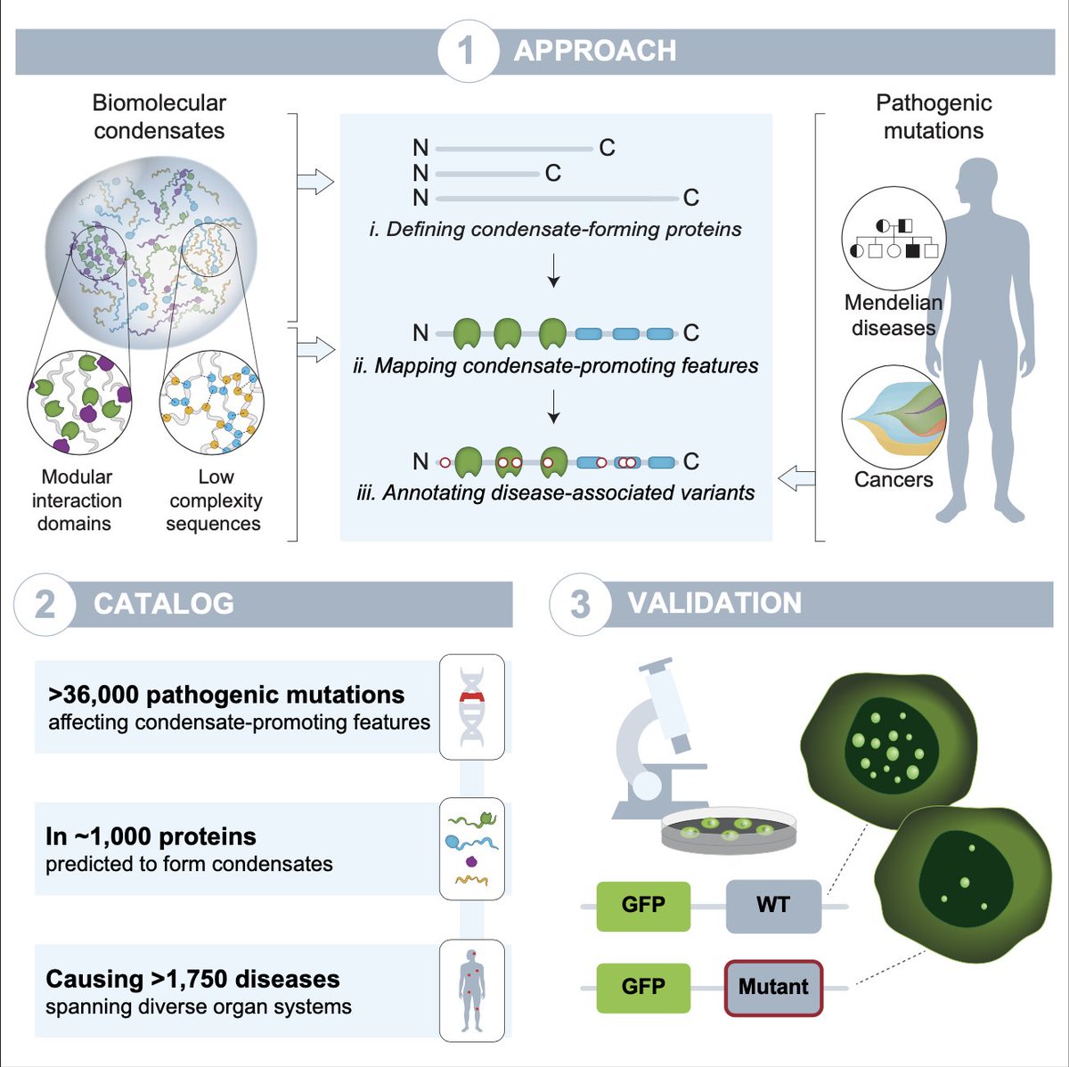 Salman Banani (@bananisf) on Twitter photo Excited to share our study mapping pathological human genetic variation to protein features likely involved in @BioCondensates dysregulation, out today in <a href="/Dev_Cell/">Developmental Cell</a>!
cell.com/developmental-…
Congrats to <a href="/LenaAfeyan/">Lena Afeyan</a>, <a href="/SusanaHawken/">Susana Hawken</a>, <a href="/youngricka/">Richard Young</a> and all co-authors!
(1/) Excited to share our study mapping pathological human genetic variation to protein features likely involved in @BioCondensates dysregulation, out today in <a href="/Dev_Cell/">Developmental Cell</a>!
cell.com/developmental-…
Congrats to <a href="/LenaAfeyan/">Lena Afeyan</a>, <a href="/SusanaHawken/">Susana Hawken</a>, <a href="/youngricka/">Richard Young</a> and all co-authors!
(1/)