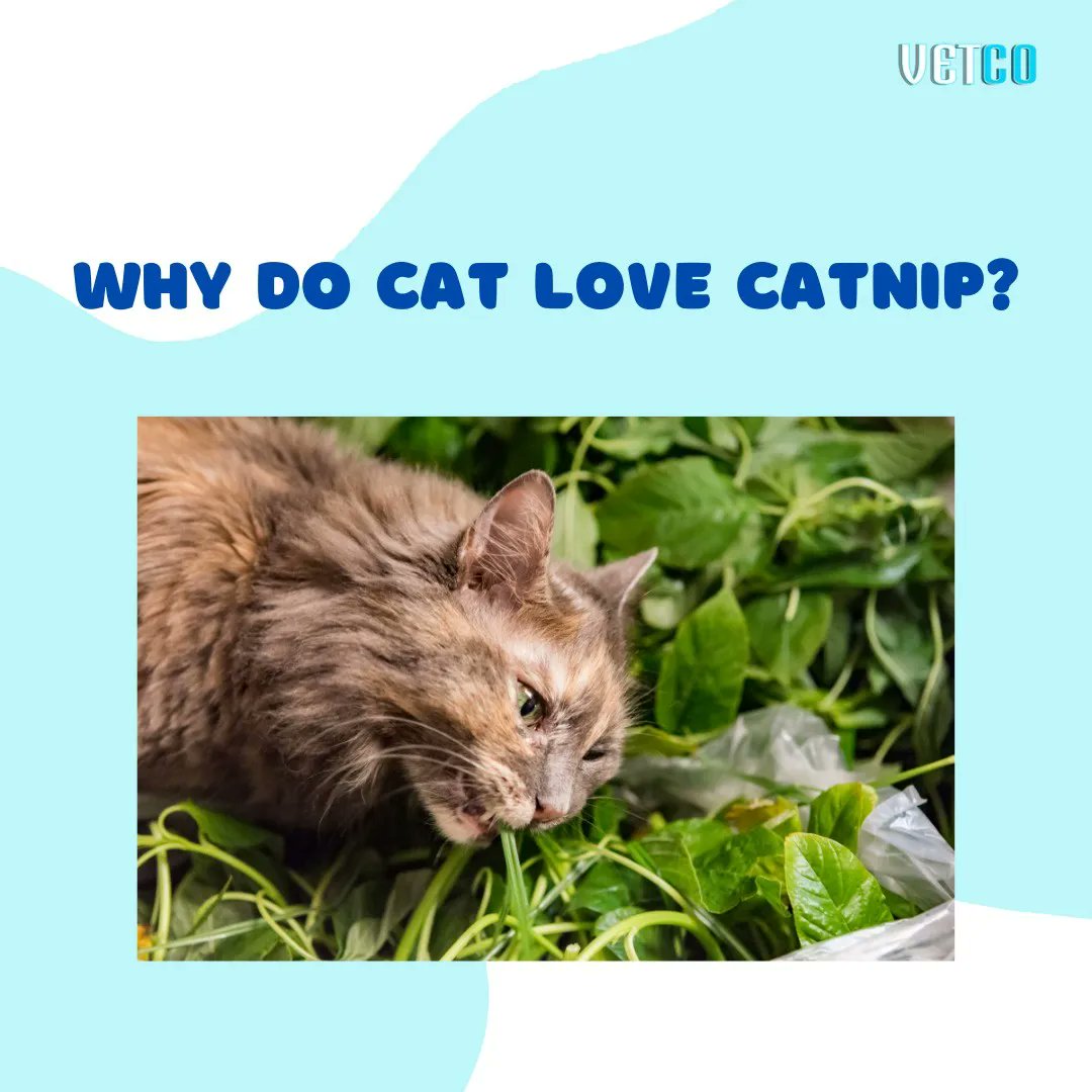 getvetco's tweet photo. Now you know
.
.
#ญี่ปุ่น #cat #yks2022 #tweet100 #aespa #CatsOfTwitter #catlife #catlovers #getvetco #vetco https://t.co/4JuKVD6Y9a