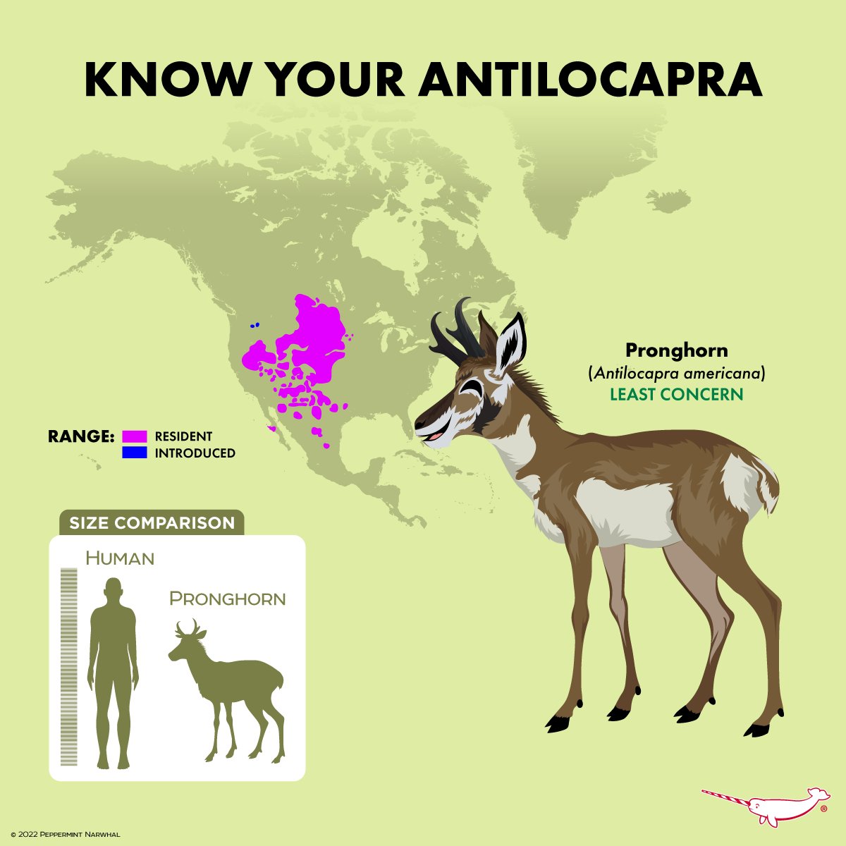 PepomintNarwhal's tweet photo. #KnowYourAntilocapra #Proghorn
Shop #PeppermintNarwhal: https://t.co/hx0eosUnRT
#KnowYourAnimals #Antilocapra https://t.co/RJ0h8Gw5GC