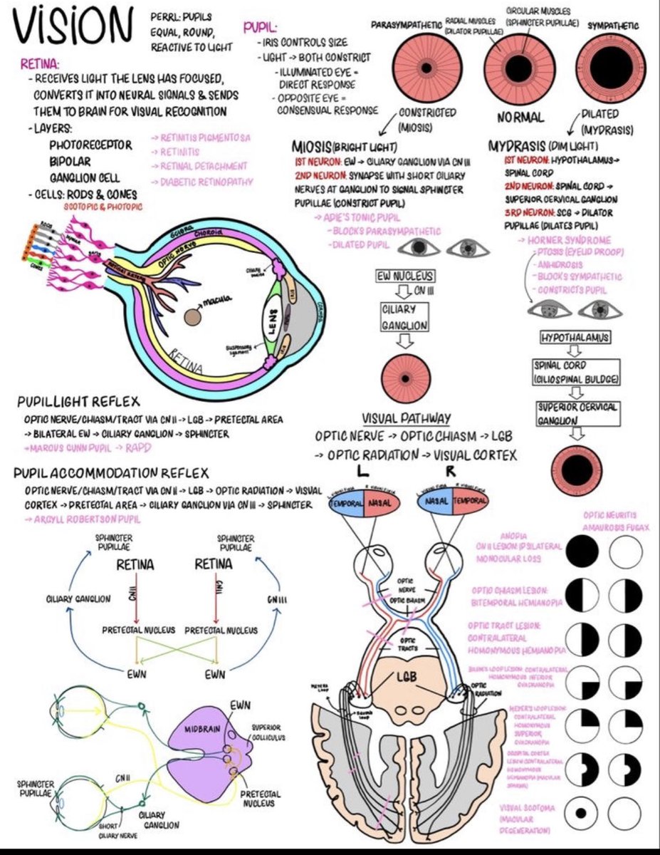 Oren Gottfried, MD tweet media