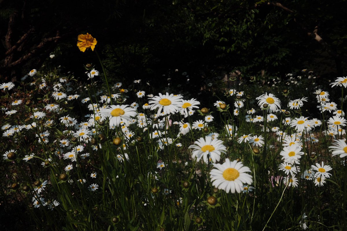 🧜🏻‍♀️ tweet media