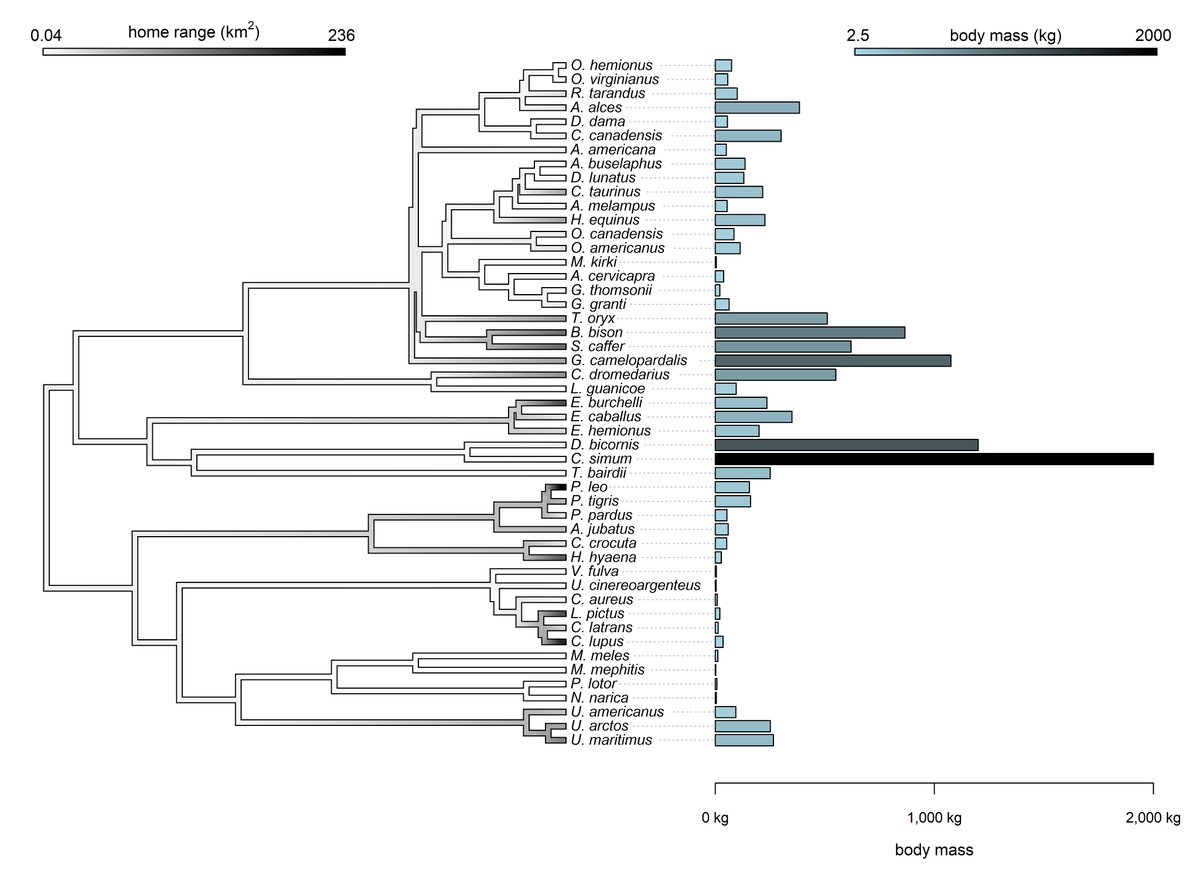 Adding a custom bar plot to a phylogenetic tree visualization in #Rstats #phytools. 👉 blog.phytools.org/2022/07/adding…