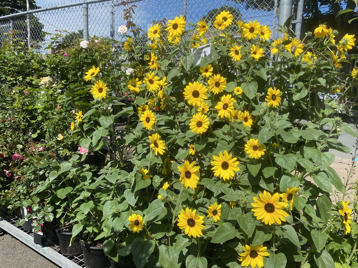 Halifax Seed Company on Twitter "Oh boy, our Halifax garden centre is