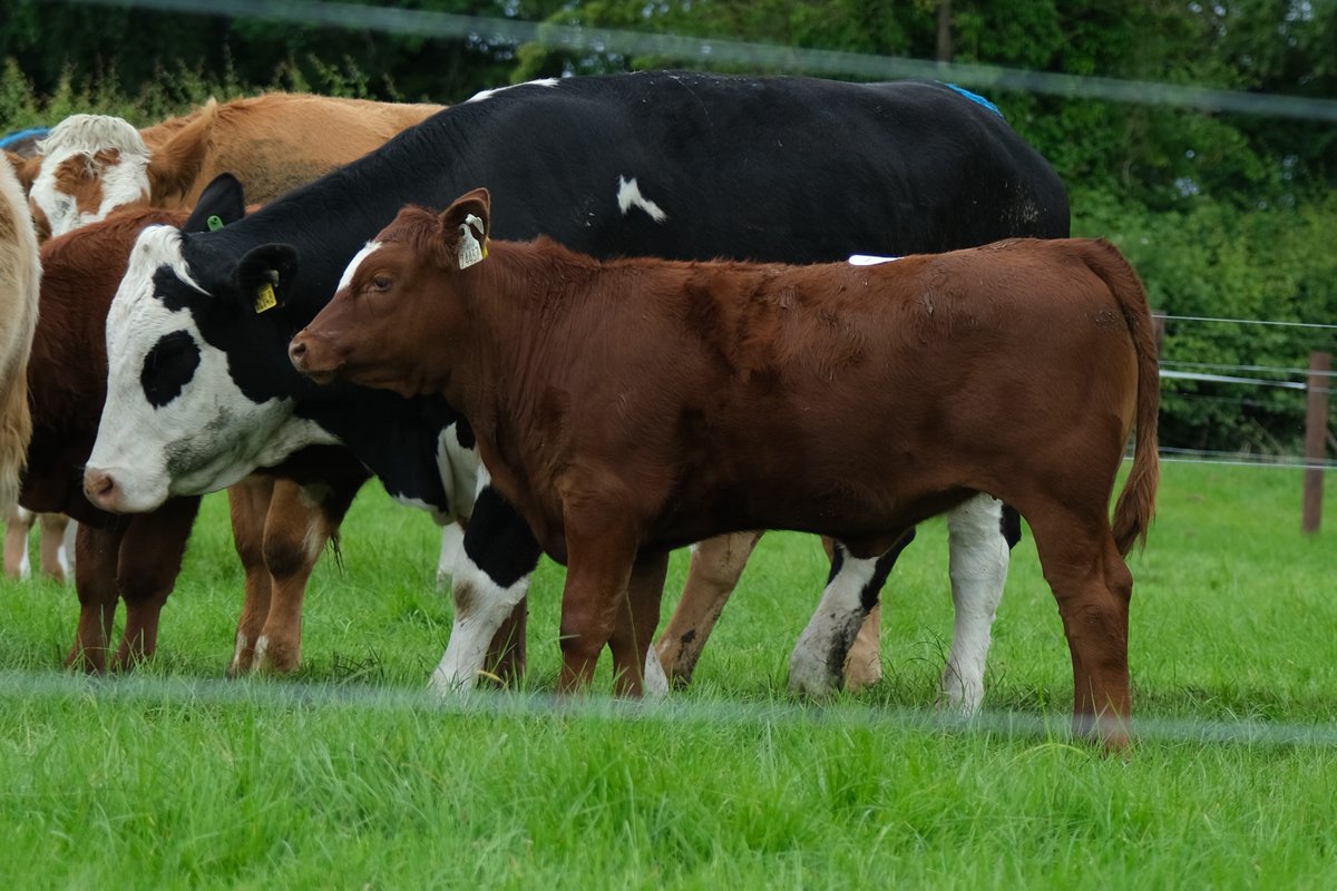 doveagenetics's tweet photo. Delighted to see the standout Dovea Genetics progeny at #BEEF2022 open day in Teagasc Grange
Pictured is a Charolais bull by Knockmoyle Loki (CH4159) out of a LM2014 x FR dam & an Angus heifer by Hawkley Red Zepplin (ZEP) out of a SI X FR first calver
#DoveaGenetics https://t.co/M4GCTKr4Cr