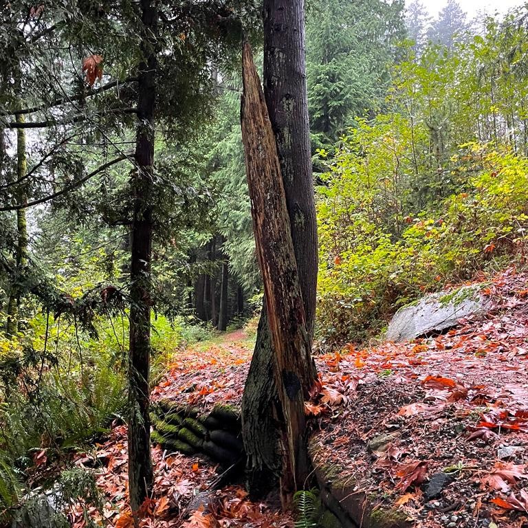 With #FlexMSE wrapping around this tree, supporting the walkway above it, the path users have no idea that this #patented, #disruptive, #permanent vegetated wall system is hard at work! Mosses and ferns are already doing their part. Where else can you see Flex MSE? #backtonature