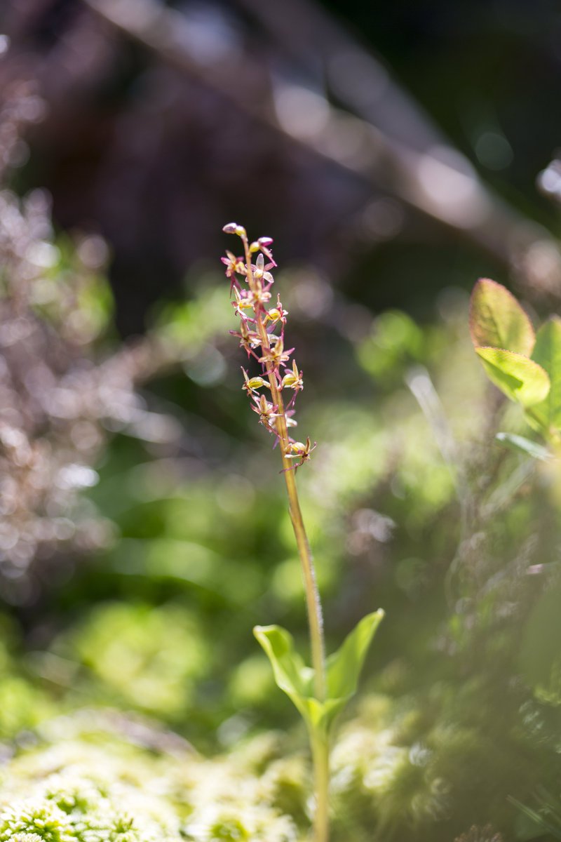 The real Exmoor Beast... the diminutive Lesser Twayblade, one of our rare orchids and, sadly, only getting rarer @Wild_flowerHour @BSBIbotany @ukorchids