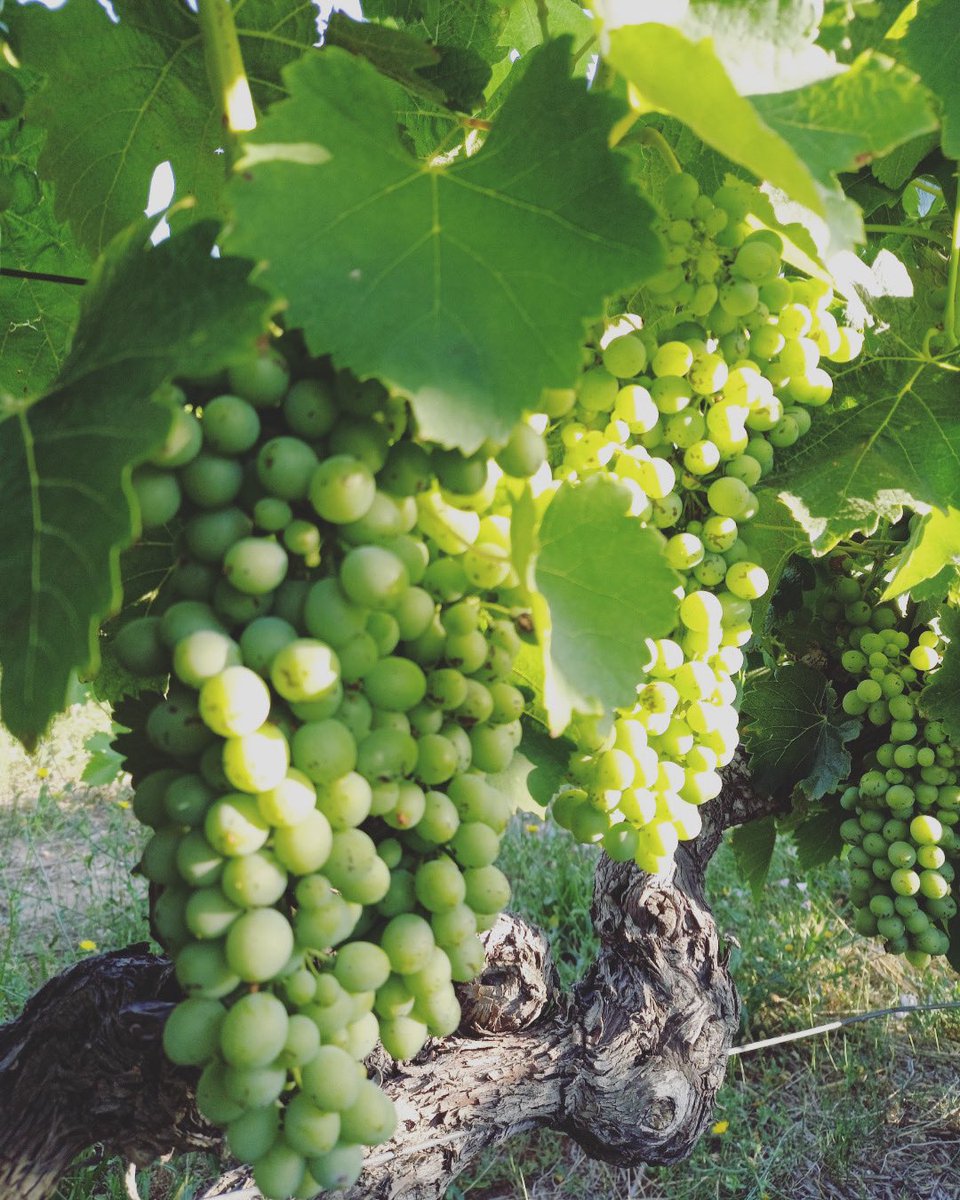 FORTANT_EN's tweet photo. Things keep growing
#fortant #maisonfortant #grapes #vin #wine #languedocwine #tastepaysdoc https://t.co/DoKHAxzjTM