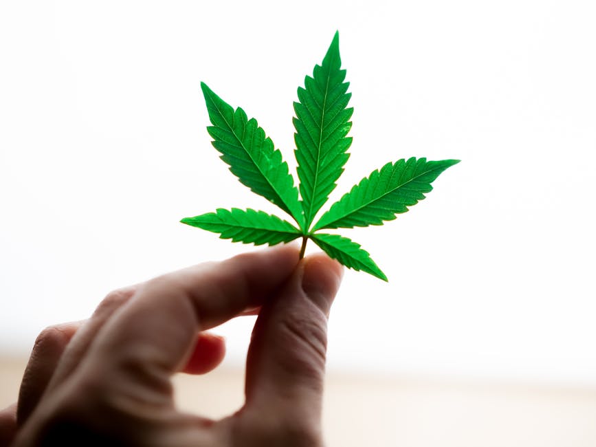 Cooper_Regel's tweet photo. Odour of Fresh Marijuana Not Enough to Justify Arrest: this decision addresses what information may be required for an arrest under the Cannabis Act @CanLIIConnects 
https://t.co/wQBeo3Ay7q https://t.co/Qjji5Kd1kg