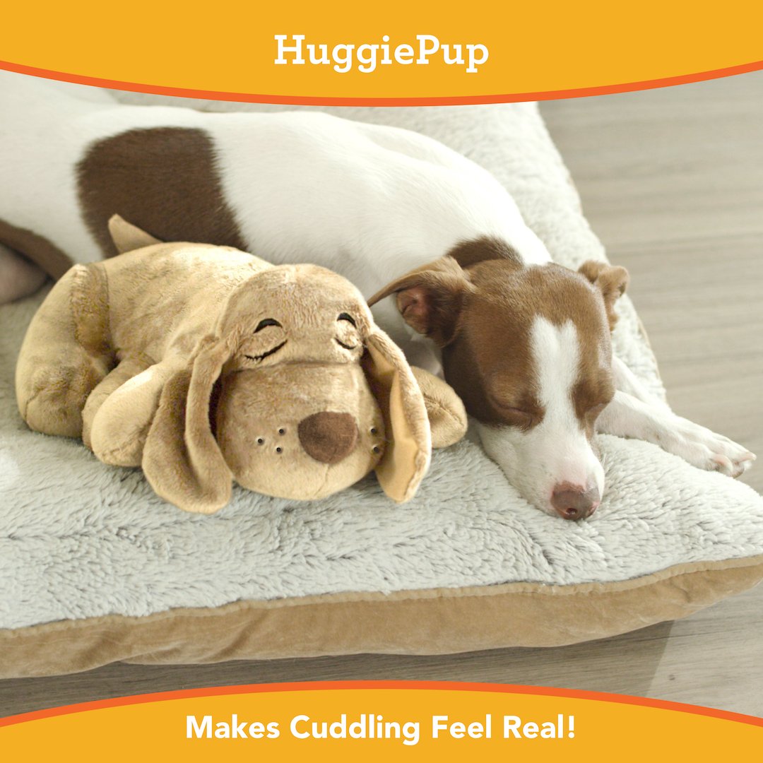 BestPets tweet picture