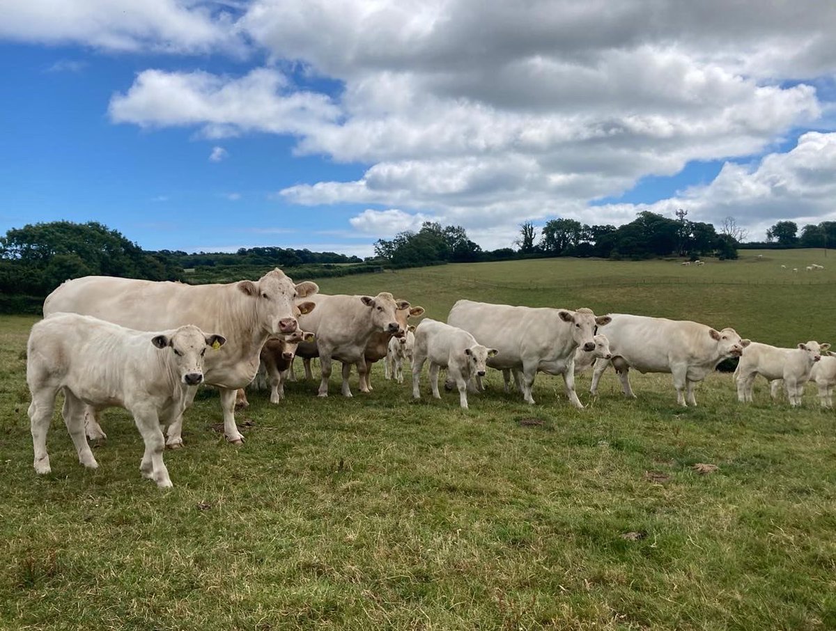 Judging of the popular Suckler Herds competition has taken place this week.  The results will be announced during the ‘Grand Parade’ in the main ring, on the show day! Many thanks to @KivellsAgri for sponsoring the Totnes Show - Suckler Herds competitions!  #BackBritishFarming