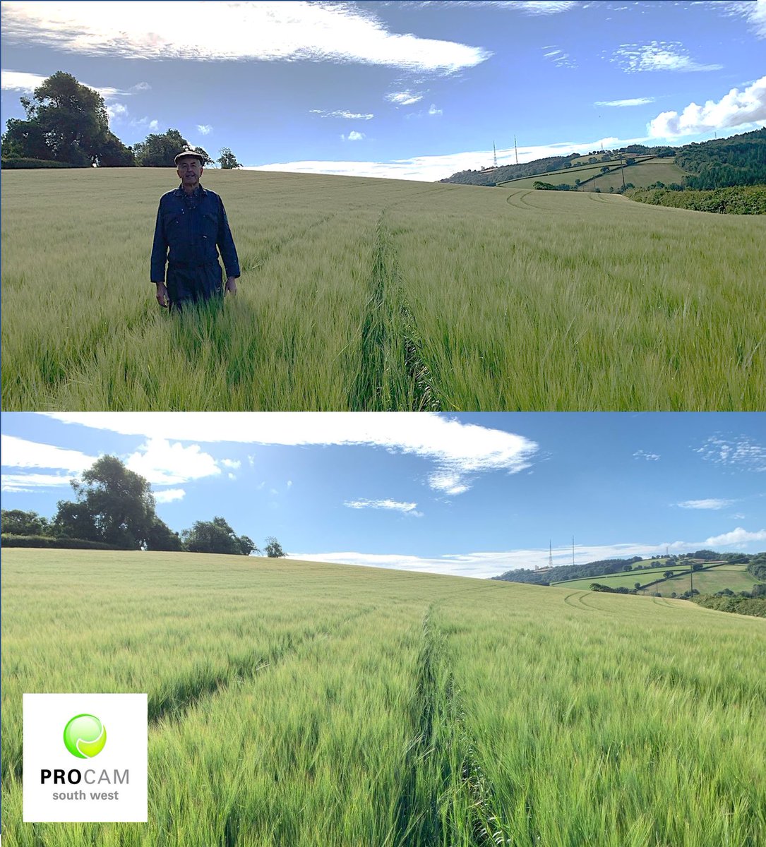 We have been busy with the judging of our pre-show competitions this week.  Here are some wonderful images of entries in the Arable Crops section. Many thanks to Procam for sponsoring the Totnes Show – Arable Crops competitions! @Procamsouthwest #backbritishfarming