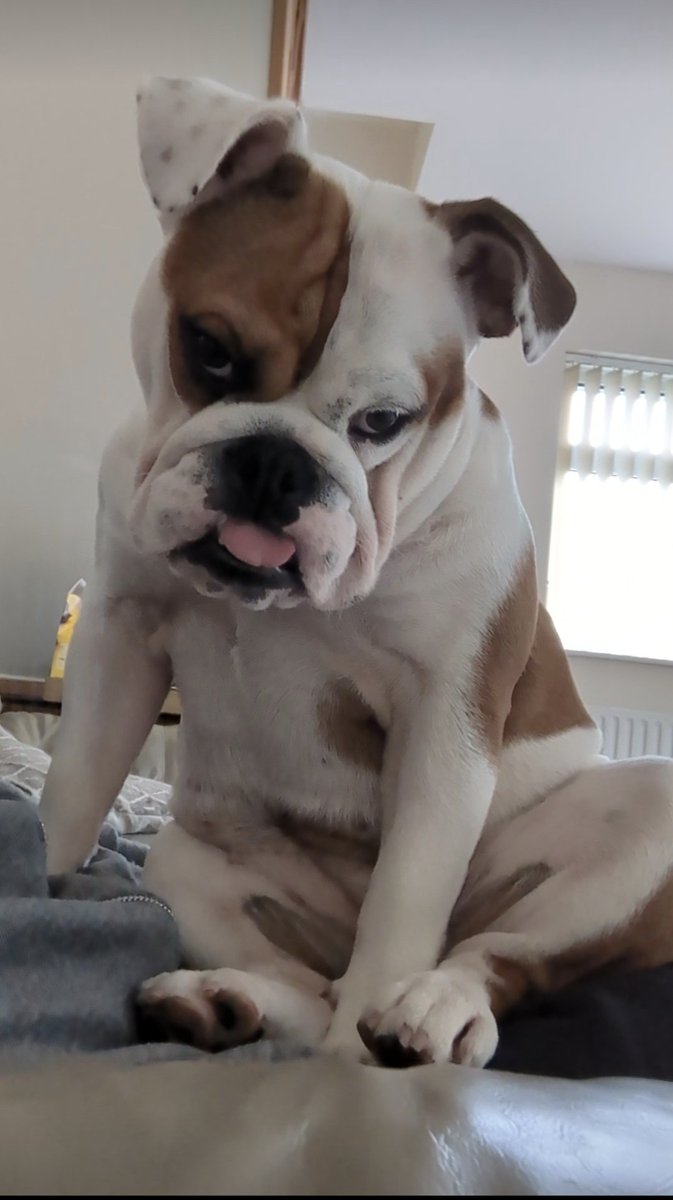MazeOfNature's tweet photo. The dog has got BIG . I literally can't move. This is her happy face 🐾 #dogsoftwitter #Dog https://t.co/SoiNINGjru