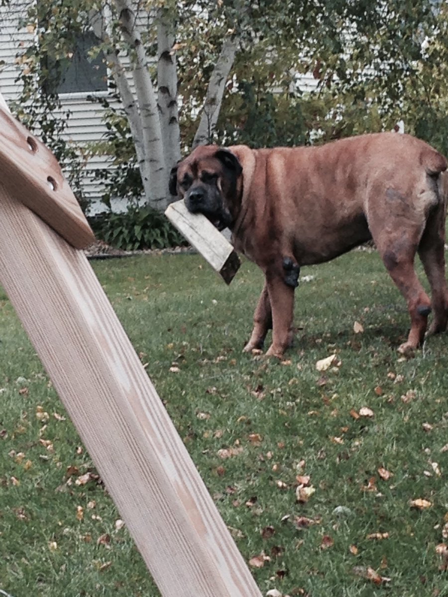 Millecha01's tweet photo. @AdamCarollaShow I didn’t realize we were showing off bunk bed builds.  I hung these from the ceiling for our boys back in 2013.  Also, when we asked out 190# mastiff to get his stick he would grab a 4x4. https://t.co/jg6vmF5DtQ