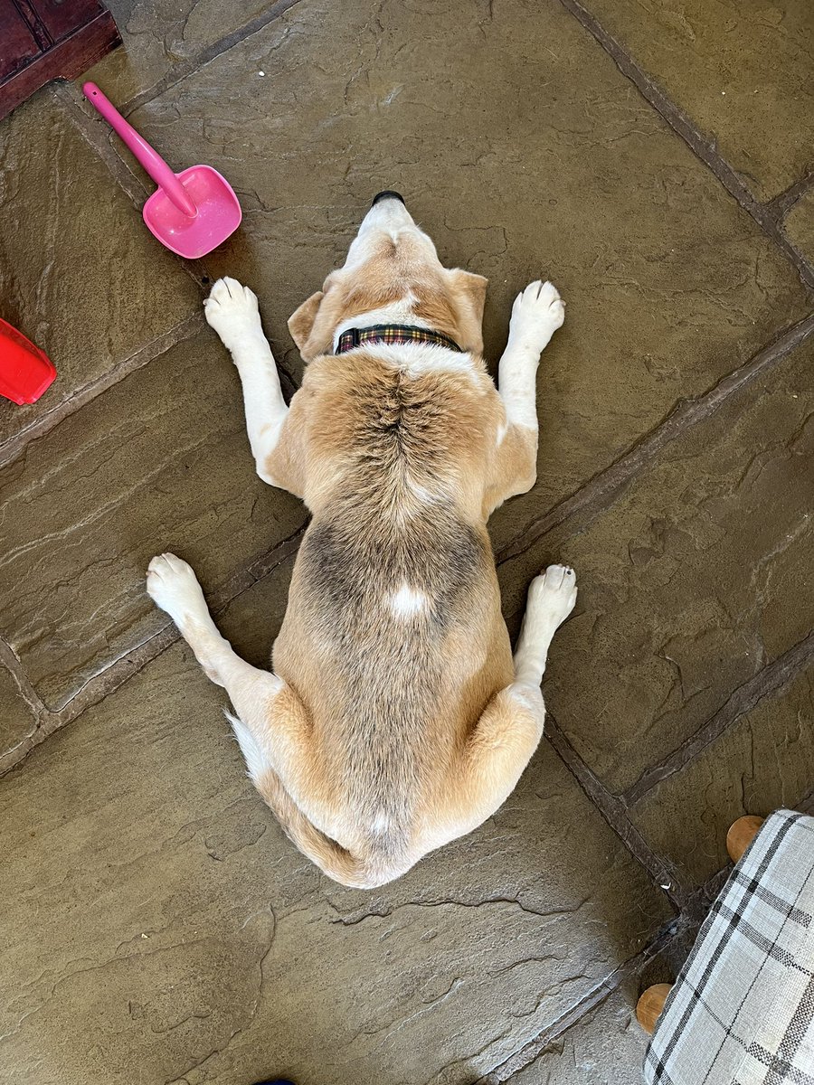 Dis is wot a sky diving beagle would look like