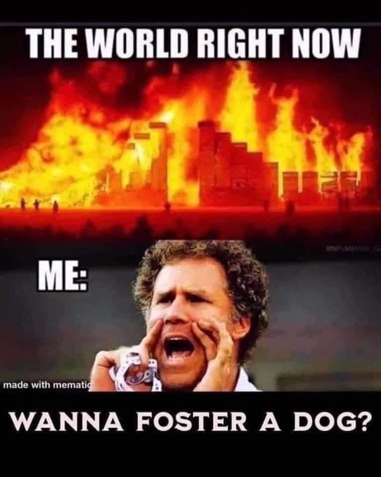 RescueCb's tweet photo. CB Rescue Foundation NEEDS FOSTERS SO WE CAN BRING AS MANY DOGS AS WE CAN FROM the Dominican BEFORE THE CANADIAN BAN STARTS ON SEPT 28TH. AFTER THAT DATE, DOGS FROM ALL OVER THE WORLD WILL HAVE ZERO CHANCE TO ENTER CANADA.
#CAsavethedogs #Calgary #FostersSaveLives #RescueDogs https://t.co/vfpawUhG7i