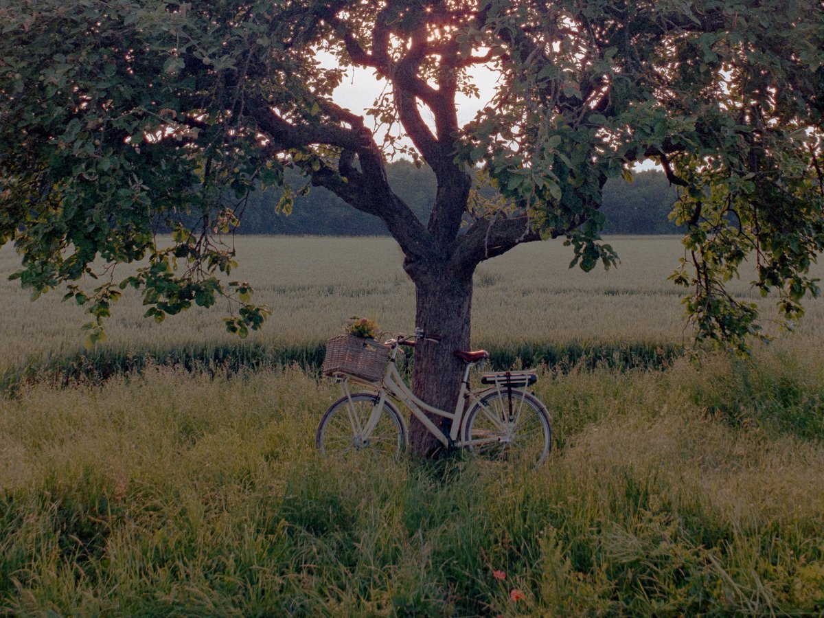 raoulfilm's tweet photo. countryside on film 🎞️ https://t.co/blss7MTxmC