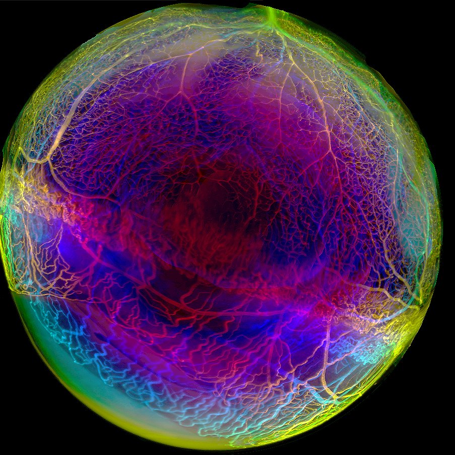 Another 'eye' candy captured on lightsheet. Cleared mouse whole eye processed by #EZclear and imaged on #Zeiss Lightsheet Z.1. Look at that retinal vasculature 😍! Happy #FluorescenceFriday!