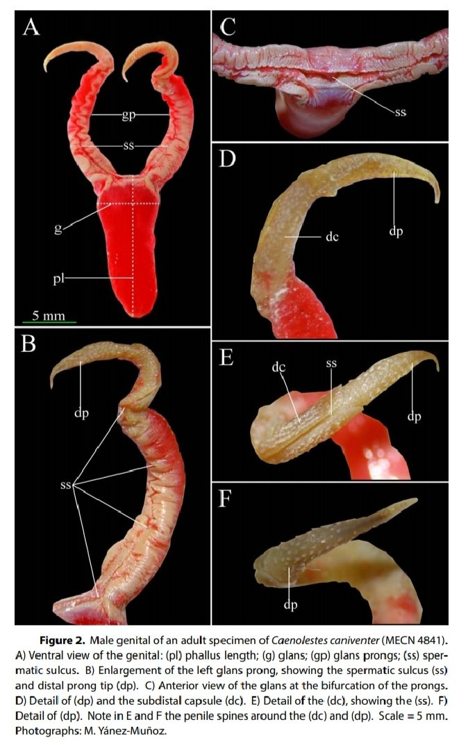 Mayamu11's tweet photo. La espectacular anatomía fálica de uno de los mamíferos más primitivos, Caenoles caniventer. Un gusto ser parte de la línea de autores de esta investigación de Jorge Brito https://t.co/oAbxswkeNu