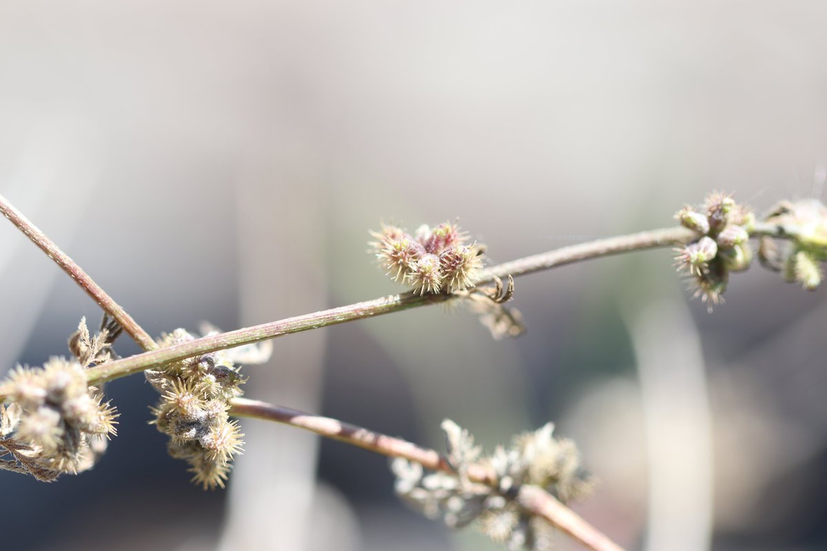 Jaap_Oosterom's tweet photo. Knopig doornzaad tussen het gras langs de Hollandse IJssel bij Capelle #wildflowerhour https://t.co/jiTjokORAs