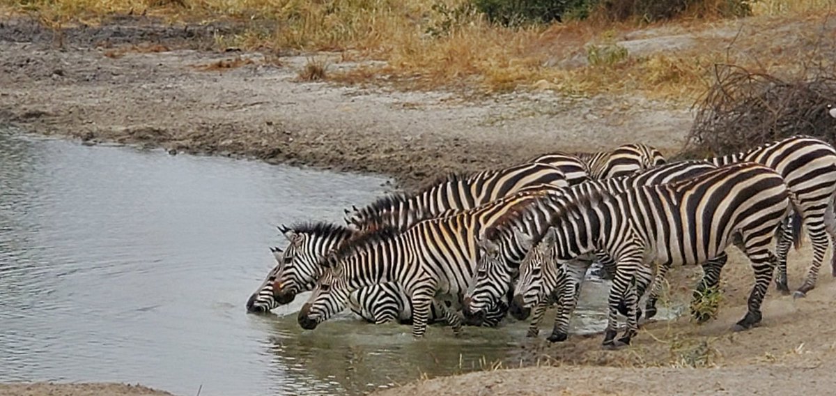ceharris94's tweet photo. Excellent safari in Tanzania! Thanks to @AdumuSafaris for the amazing experience! #adumusafaris #Tanzania #socialimpactsafaris @tzparks #rethinkingtheafricansafari #ecotravel #blacktravel #tanzaniasafari #zanzibar #sankofa https://t.co/ERuA4VOXfU