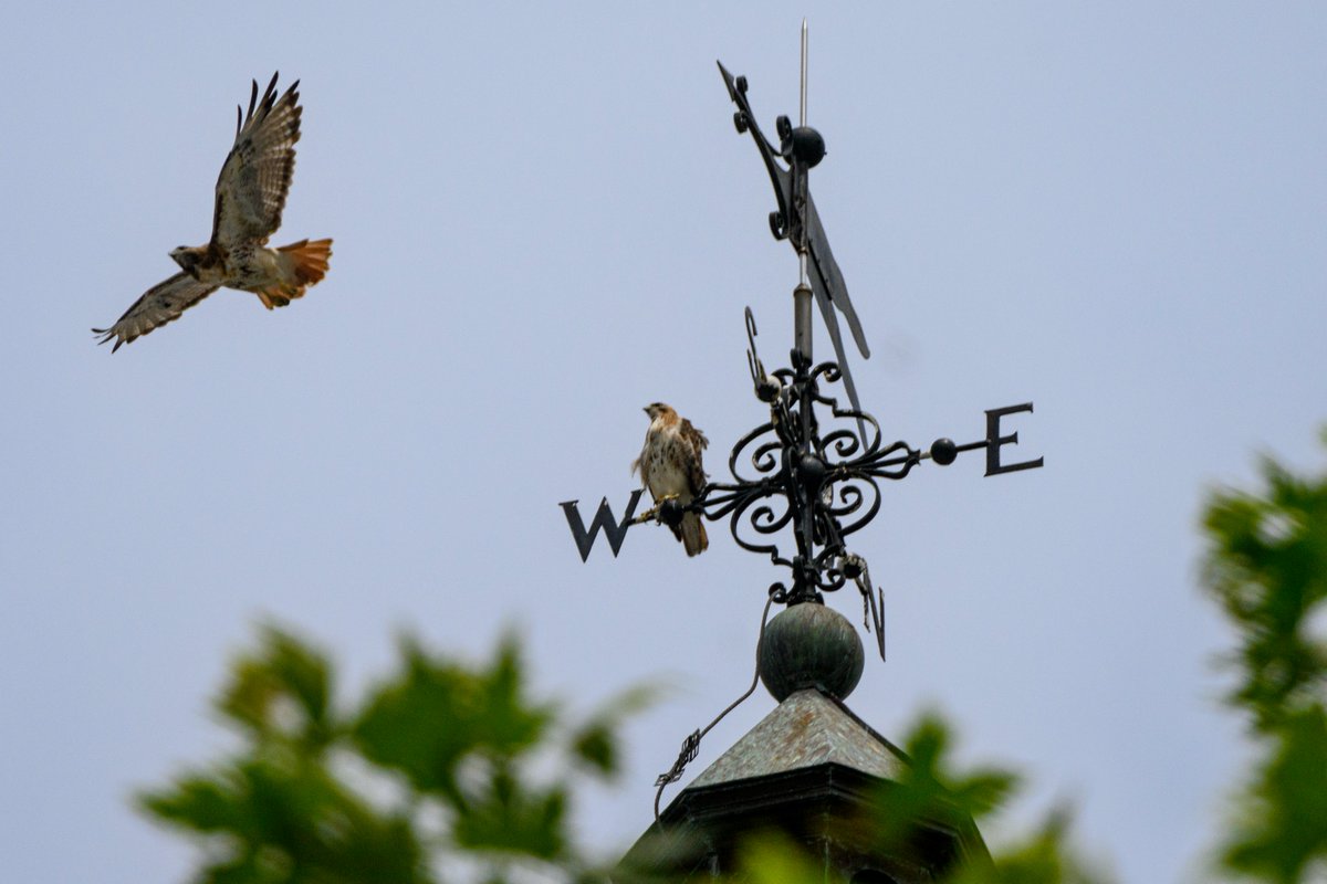 Johns Hopkins Photography (@jhhomewoodphoto) on Twitter photo It's getting crowded atop the Gilman Hall clock tower on the campus of <a href="/JohnsHopkins/">Johns Hopkins University</a> . It's getting crowded atop the Gilman Hall clock tower on the campus of <a href="/JohnsHopkins/">Johns Hopkins University</a> .