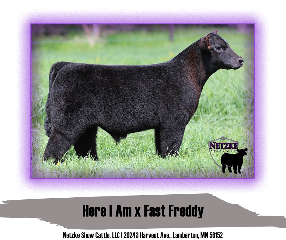 NetzkeCattle's tweet photo. 🤩FEATURE FRIDAY🤩

We’re kicking off the weekend with another exceptional Feature Friday!

Here I Am x Fast Freddy

Netzke Show Cattle is a must for your list of stops this fall! https://t.co/PhjQRZMW8x