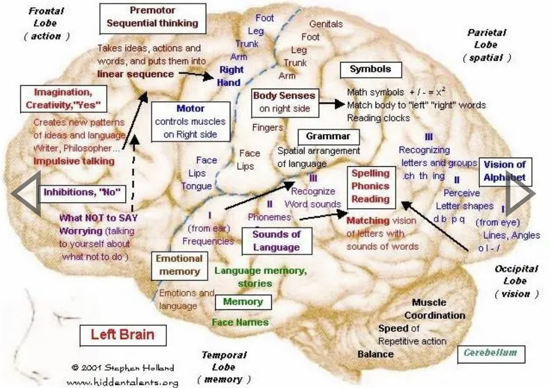 OGdukeneurosurg's tweet photo. Check out this fascinating  and comprehensive view of functions of left and right side of the brain by Stephen Holland. https://t.co/Bzdt4cqPDI