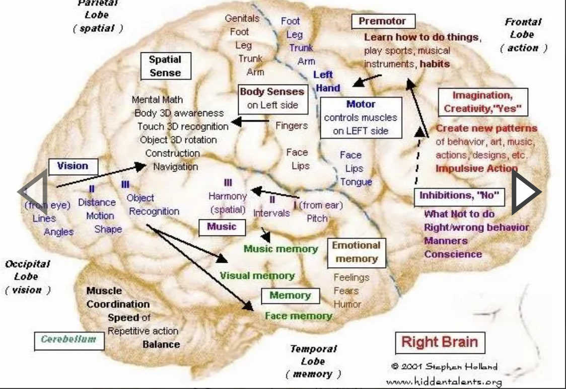 Check out this fascinating  and comprehensive view of functions of left and right side of the brain by Stephen Holland.